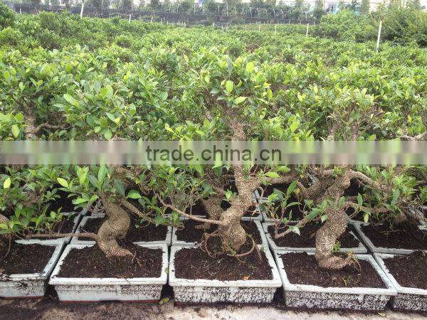 Ficus microcarpa bonsai tree in 15cm,20cm, 25cm ,30cm pot