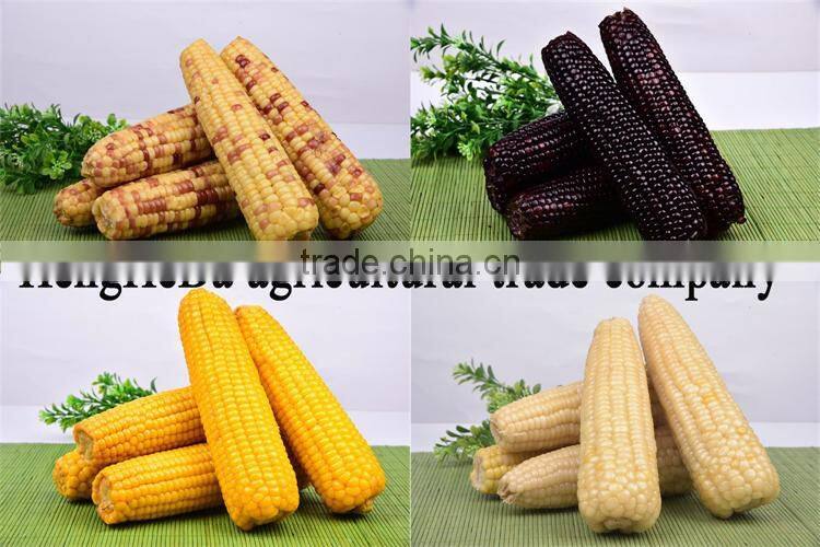 china supplier as gift for child yellow waxy corn