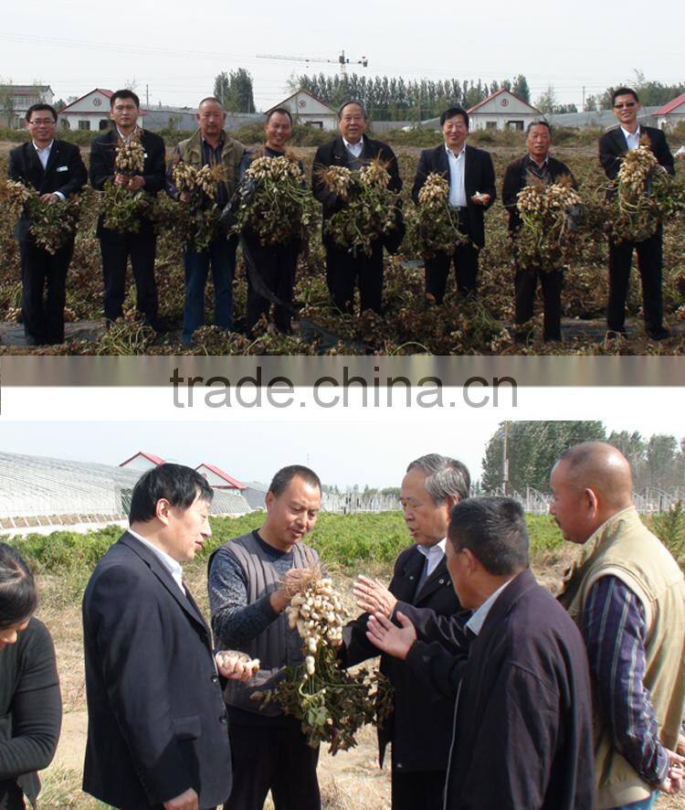 ZHOU TIAN high yield Peanut Seeds