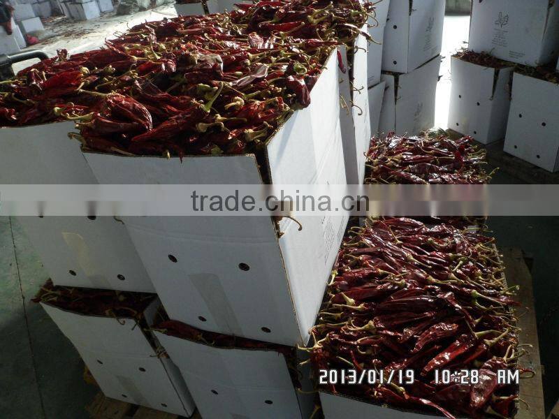 AMERICAN RED CHILI with stem