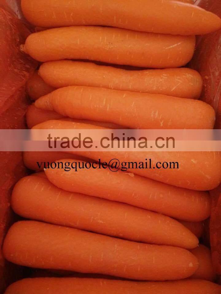 VIETNAM FRESH CARROTS CHEAP