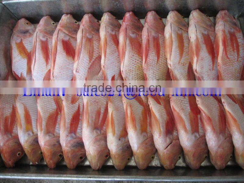 bulk/carton packing Frozen Red Tilapia