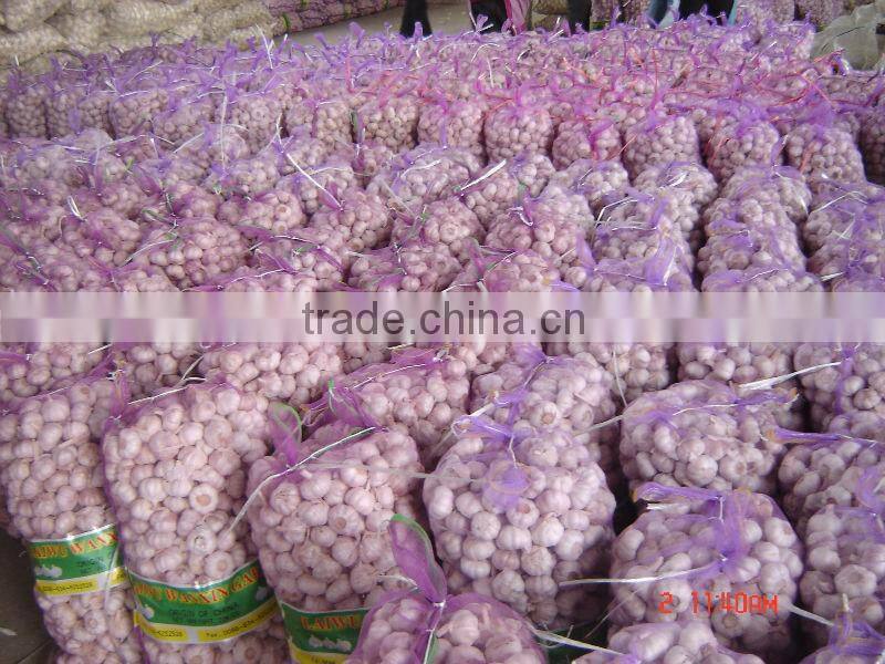 shandong fresh garlic for low price