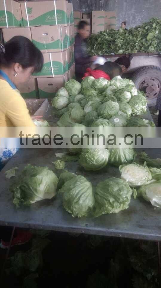 zhangbei Lettuce