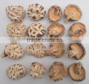 Good quality white flower shiitake mushroom