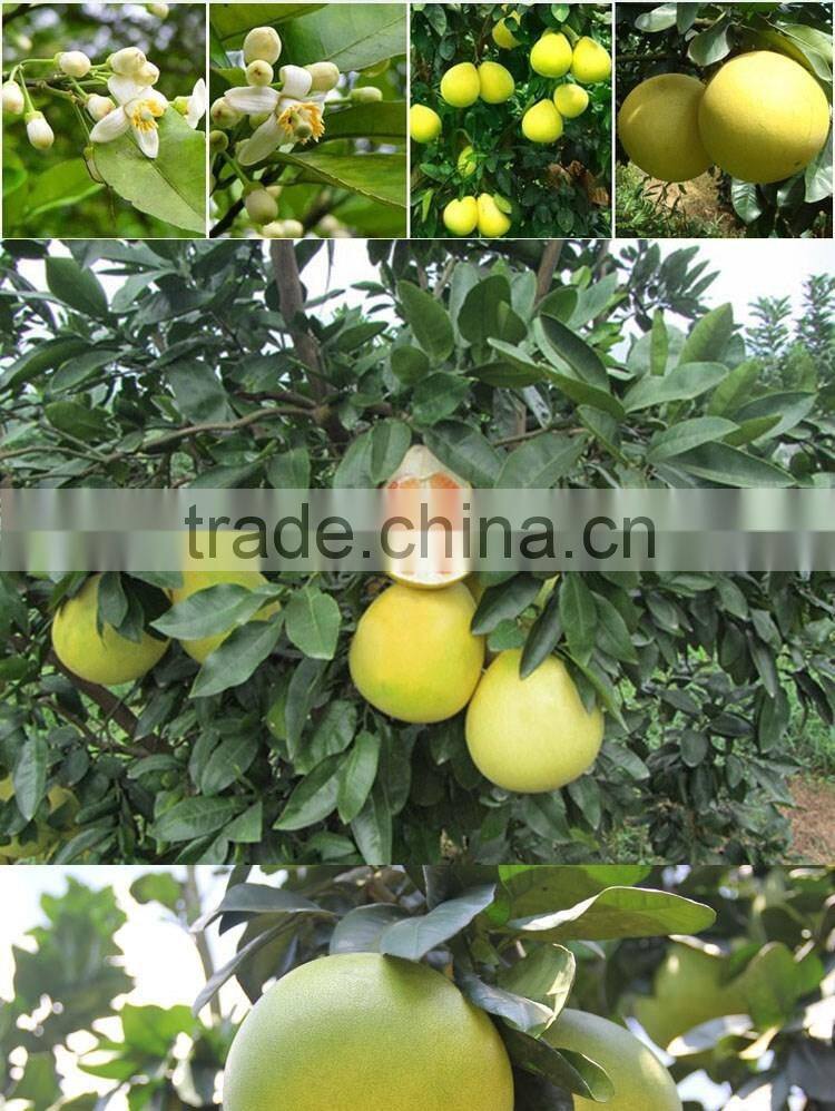 Delicious fruit pomelo