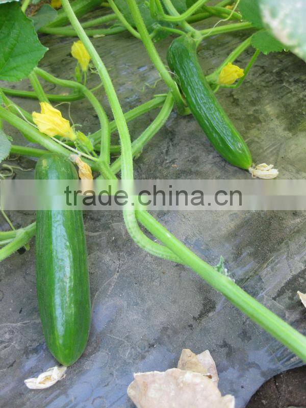 Hana F1 Hybrid Cucumber Seeds