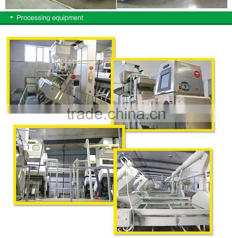 chinese best price for water melon seeds