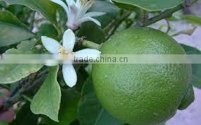 Lime Oil Essential Oils.