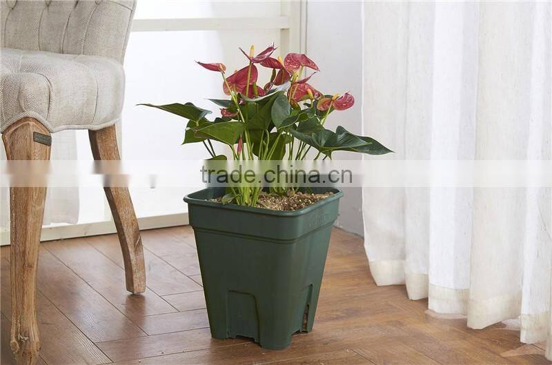 Chinese Rose Flower Pot