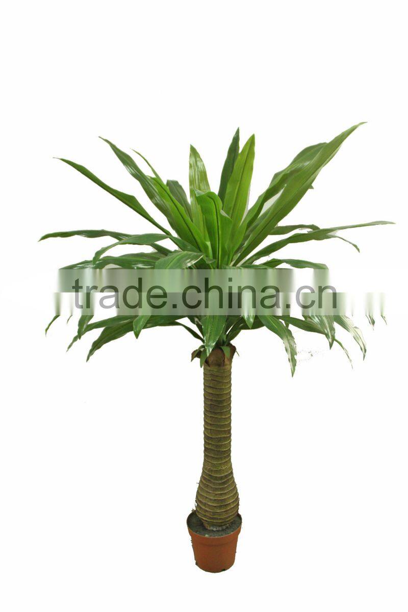 Ornamental Dracaena bonsai plant