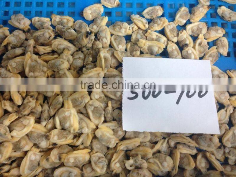 Short necked clam meat