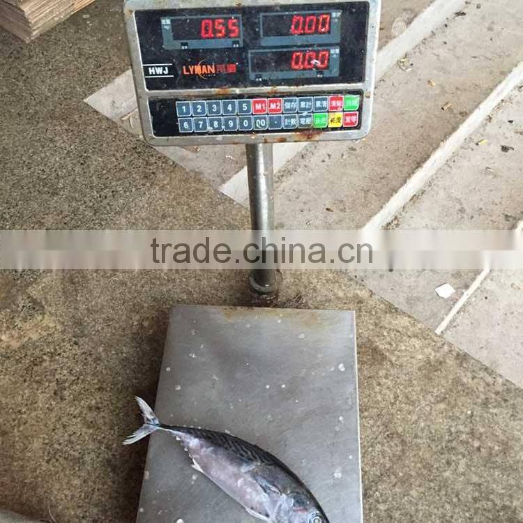 Bonito tuna fish kawakawa frozen fish wholesale