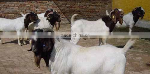 Added length sheep ear tag ,laser ear tag