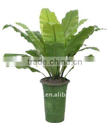 Artificial Asplenium Nidus