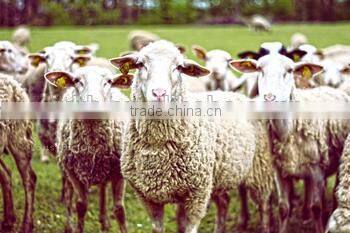 CE & FDA approved palm Veterinary Ultrasound Scanner on sale