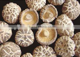 Good quality white flower shiitake mushroom
