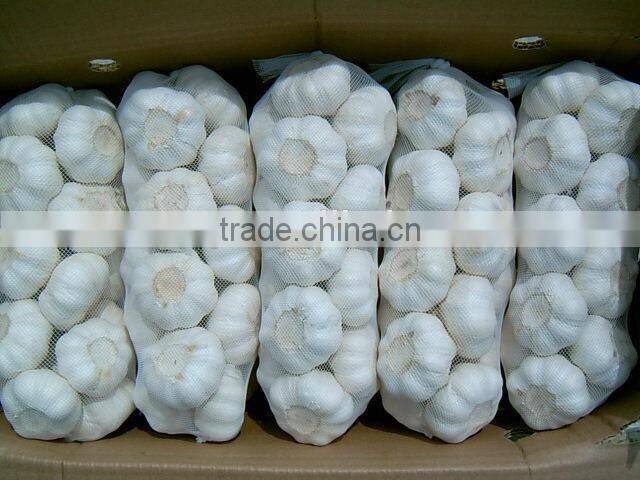Best Quality And Competitive Price Normal White Garlic And Pure White Garlic