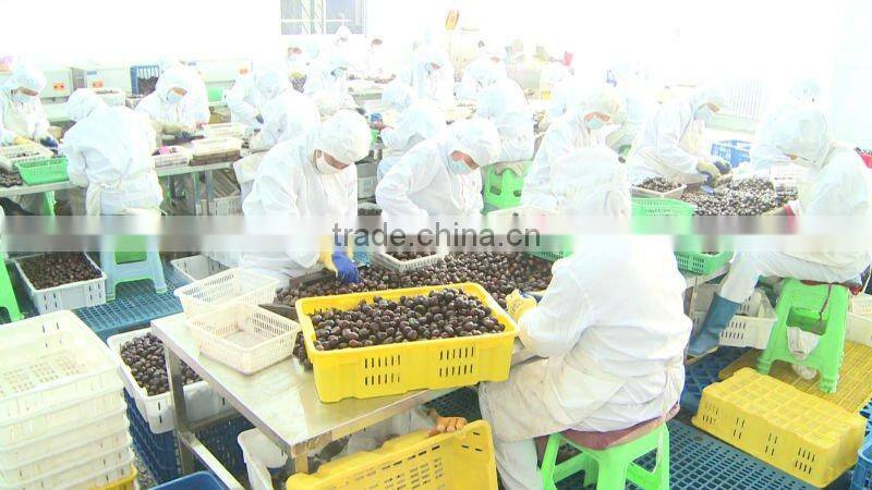 ROASTED RINGENT CHESTNUTS SNACKS Healthy Nuts Snacks For Sale