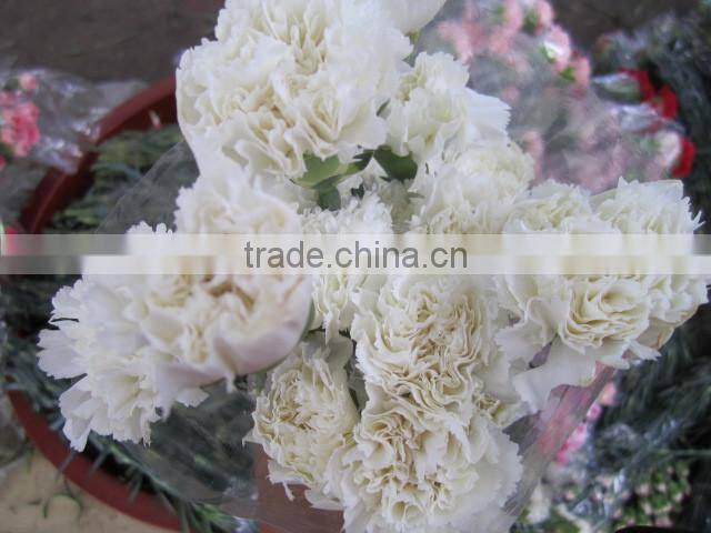 Supply high quality long stem flowers fresh cut carnation cut flower prices from Kunming flower planting base