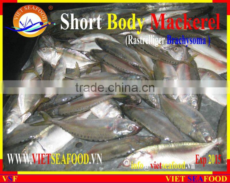 FROZEN SHORT BODY MACKEREL WHOLE ROUND