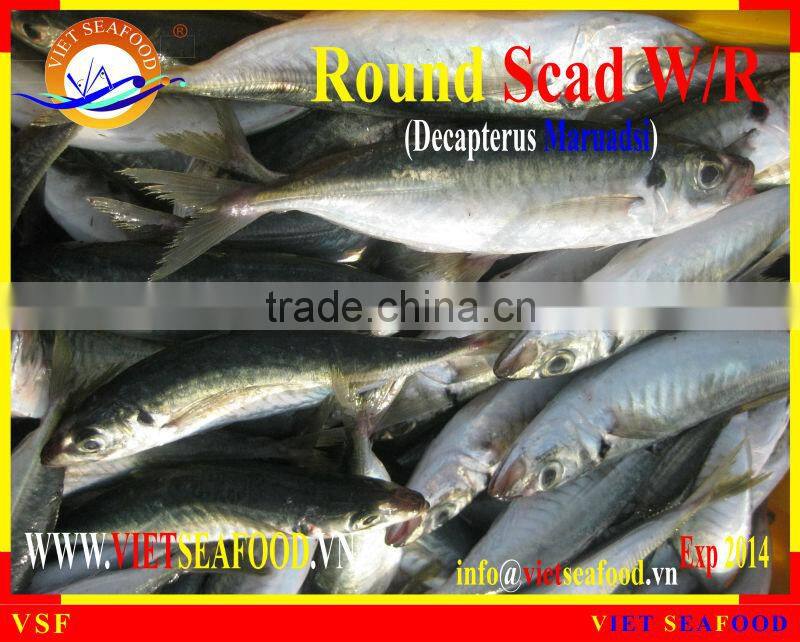 FROZEN ROUND SCAD WHOLE ROUND