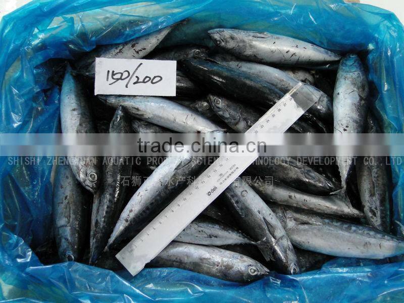 Good Quality Frozen Bonito