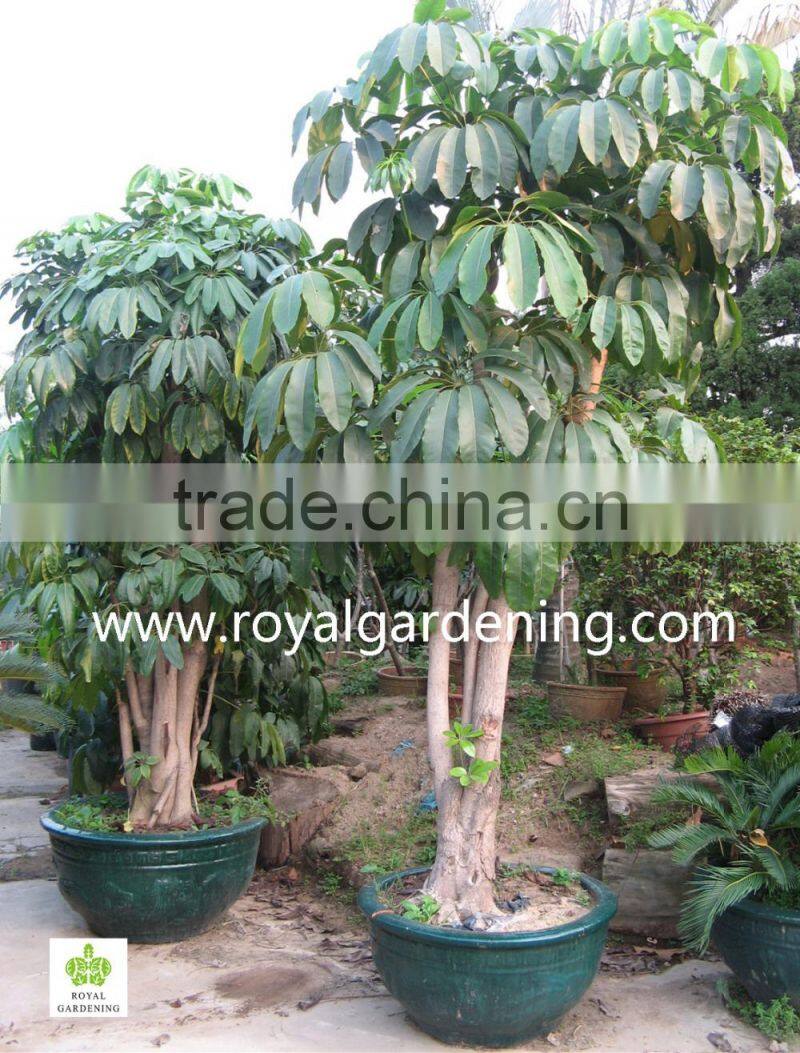 schefflera (Schefflera actinophylla) shrub trees