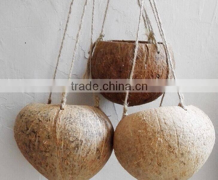 Ex-fty most affordable coconut box/storage container for green plant