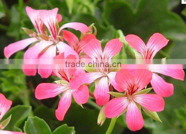 natural factory price best quality Breast enhancement massage oil