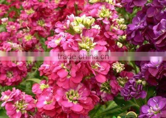 Common Wallflower ,Cheiranthus cheiri Linn.flower seed,herb seed,vegetalbe seed,fruit seed,grass seed