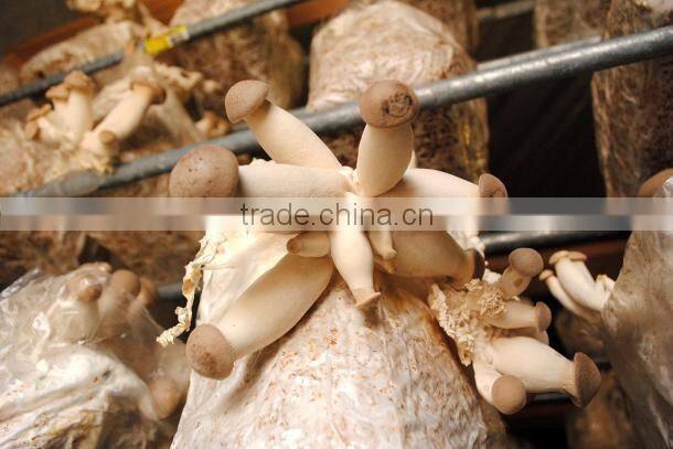 SD500 Wood sawdust machine