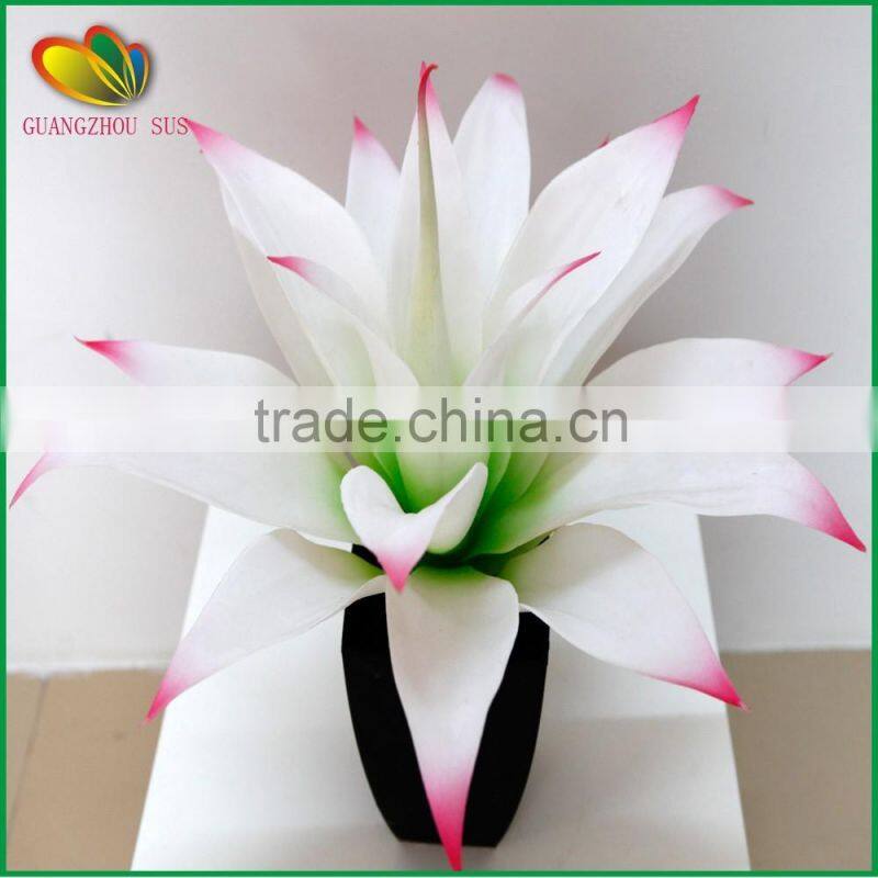 wholesale high quality cheap mini yucca plant bonsai tree for sale