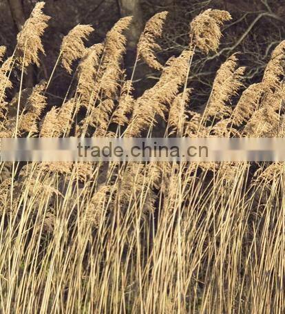 GASOLINE grass cutter machine price