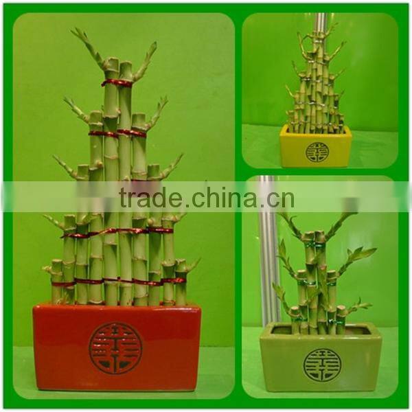 tier step stair lucky bamboo air bonsai tree dracaena sanderiana indoor ornamental aquatic plants nursery garden decoration