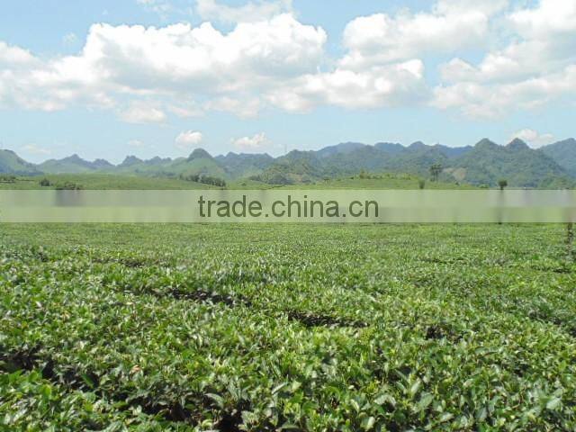 Moc Chau Son La OP green tea