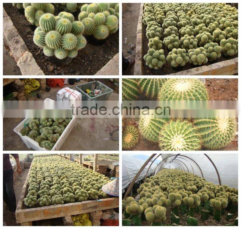 mini small big size multi color outdoor indoor cactus bonsai