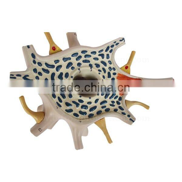 Neuron Education Human Body Biological Model Teaching Aids