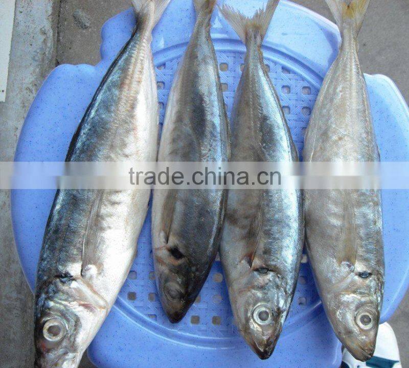 BQF Horse Mackerel Scad Whole Round