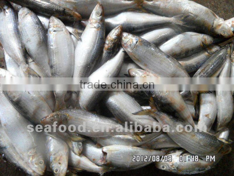 frozen sardine ,New arrivals