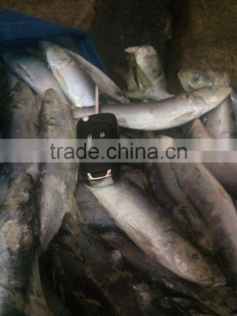 Fresh Frozen Sardine (Sardinella Longiceps) WR for Canning