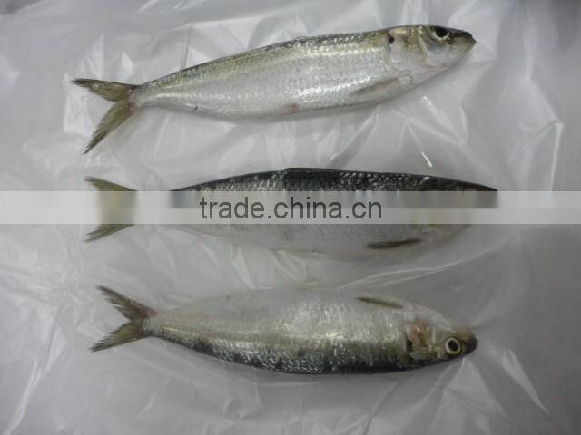 Frozen Whole Round Sardine