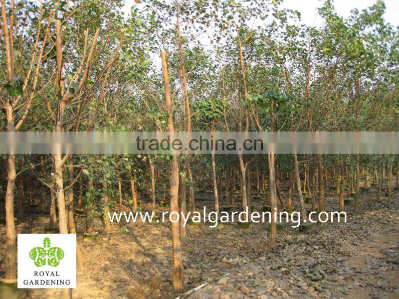 Ficus Religiosa landscaping project trees