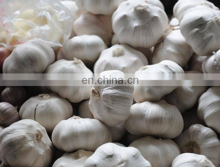 Hot selling automatic garlic separating/breaking machine, garlics processor