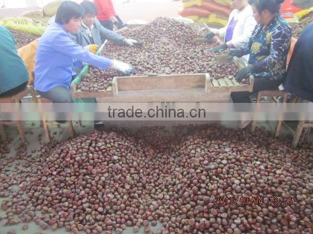 chestnut , fresh chestnut