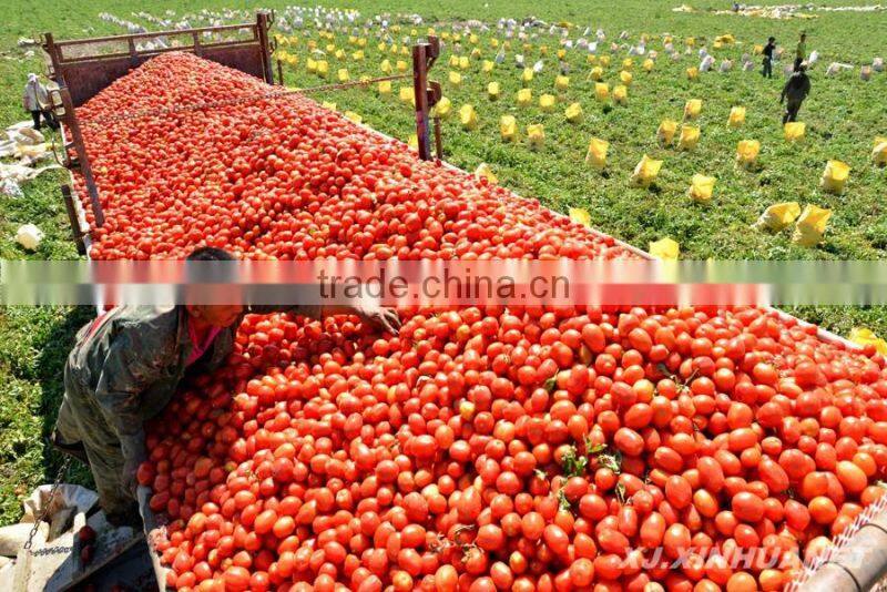 Double Concentrated Sachet Tomato Paste OF YOLI Brand with Low Price