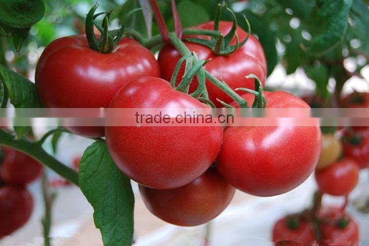 Pink Xi Hong Shi/tomato seeds high yield hybrid anti virus vegetable seeds for plant
