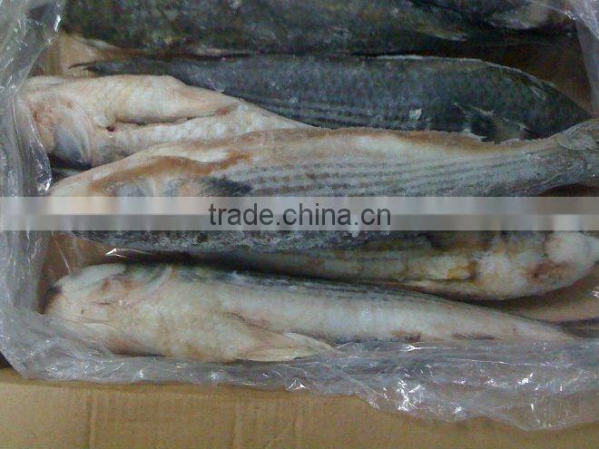 frozen grey mullet fish(1000-1500g)