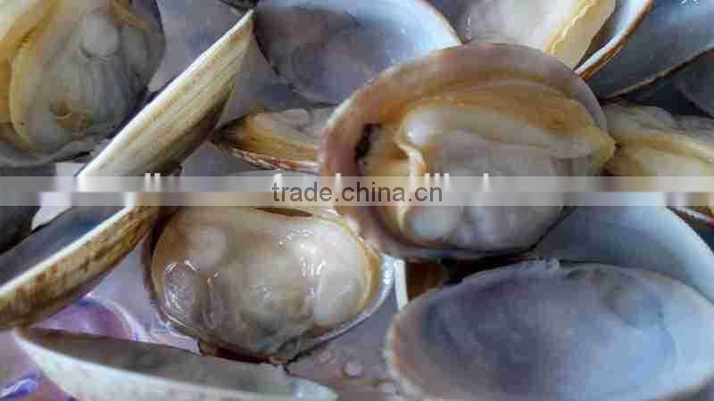 VENERUPIS VARIEGATA FROZEN BABY CLAM WITH SHELL