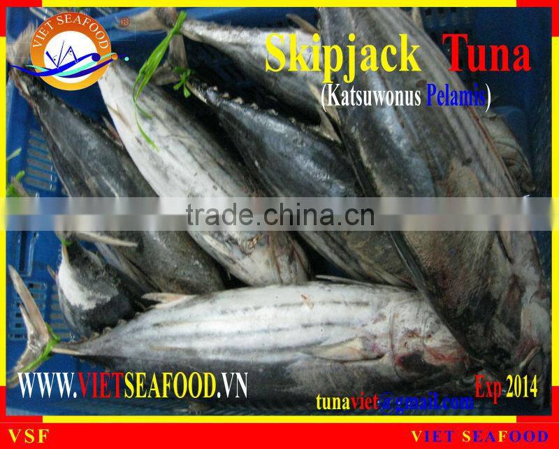 WHOLE ROUND FROZEN SKIPJACK TUNA